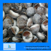 frozen sufficient best selling moon snail fast delivery